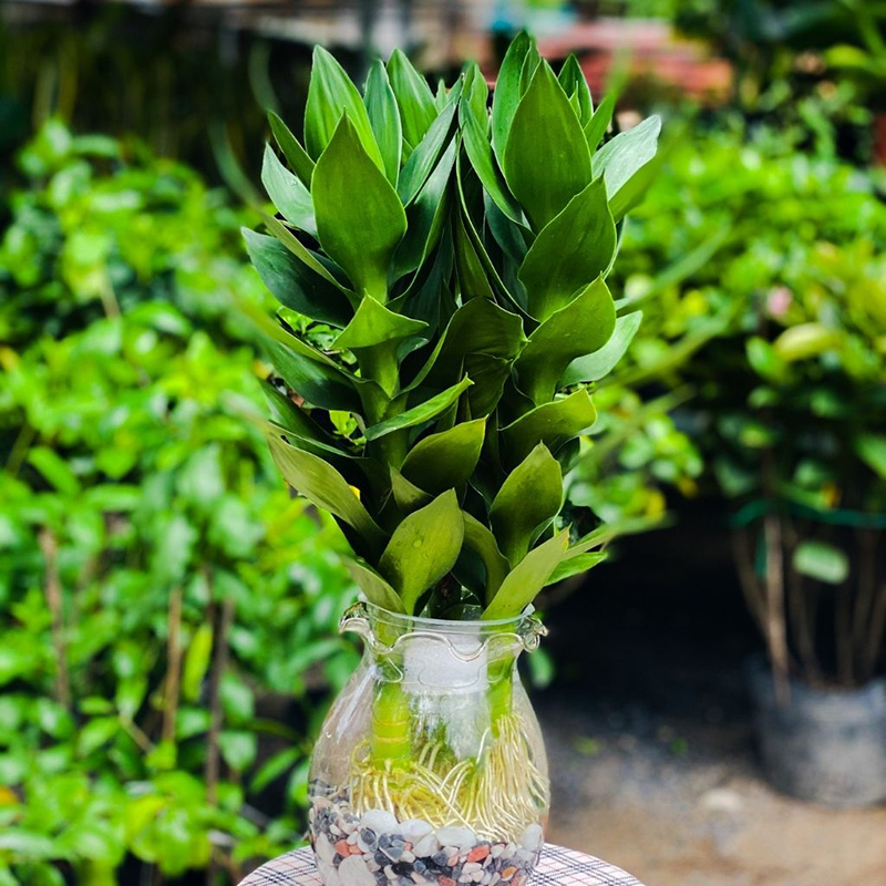 C&acirc;y Ph&aacute;t T&agrave;i - loại c&acirc;y đẹp hợp với người mệnh Thủy