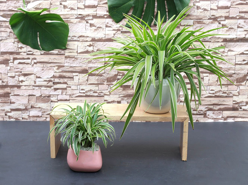 Lo&agrave;i c&acirc;y nhỏ b&eacute; nhưng tr&agrave;n đầy sức sống