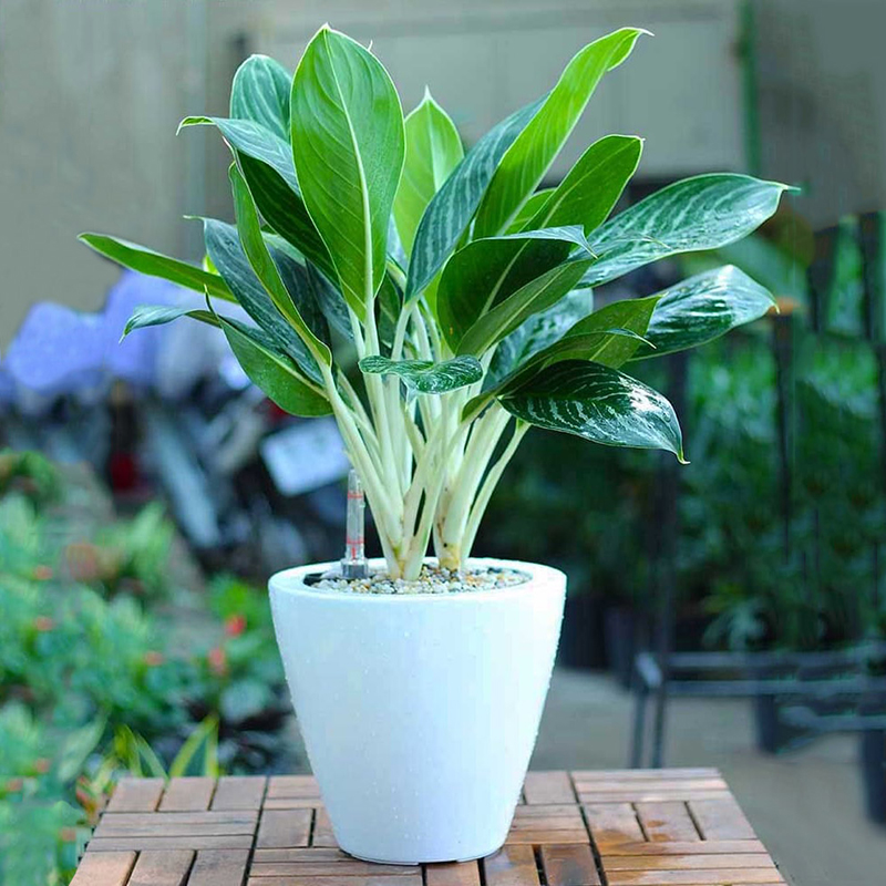Bạch M&atilde; Ho&agrave;ng Tử vừa l&agrave;m đẹp kh&ocirc;ng gian, vừa l&agrave;m đẹp phong thủy
