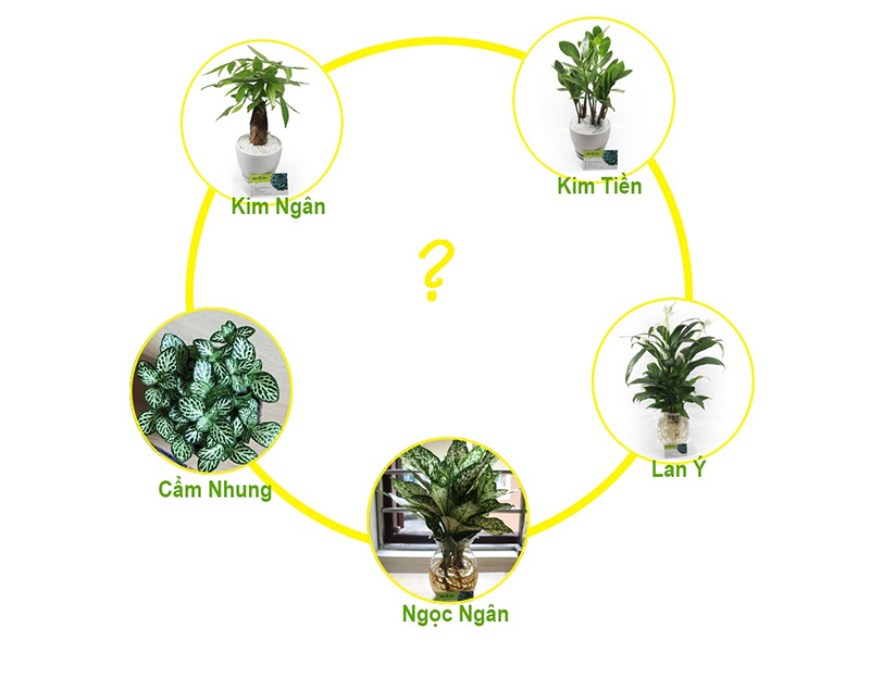 Mệnh Thủy hợp với c&acirc;y cảnh g&igrave; được nhiều người t&igrave;m kiếm