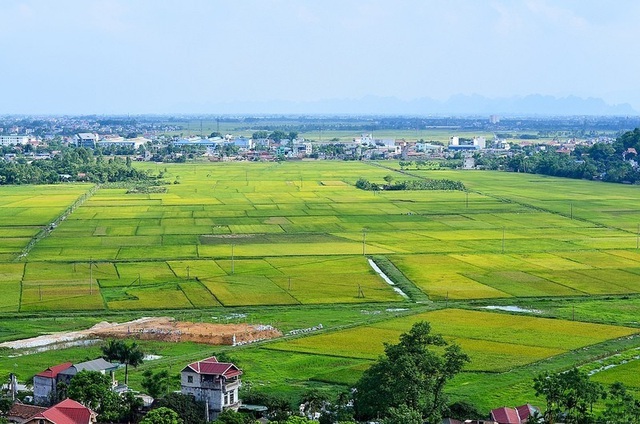 hình ảnh cánh đồng lúa nhìn từ trên cao minh họa cho chuyển mục đích sử dụng đất