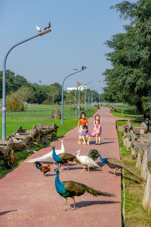 Tại Ecopark, các đàn chim công, thiên nga, vịt trời đi lại tự do trong khu đô thị; nhiều cá thể chim bay về làm tổ và sinh sôi ngay trong khu đô thị Ecopark.