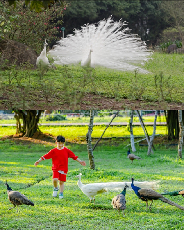 Tại Ecopark, các đàn chim công, thiên nga, vịt trời đi lại tự do trong khu đô thị; nhiều cá thể chim bay về làm tổ và sinh sôi ngay trong khu đô thị Ecopark.