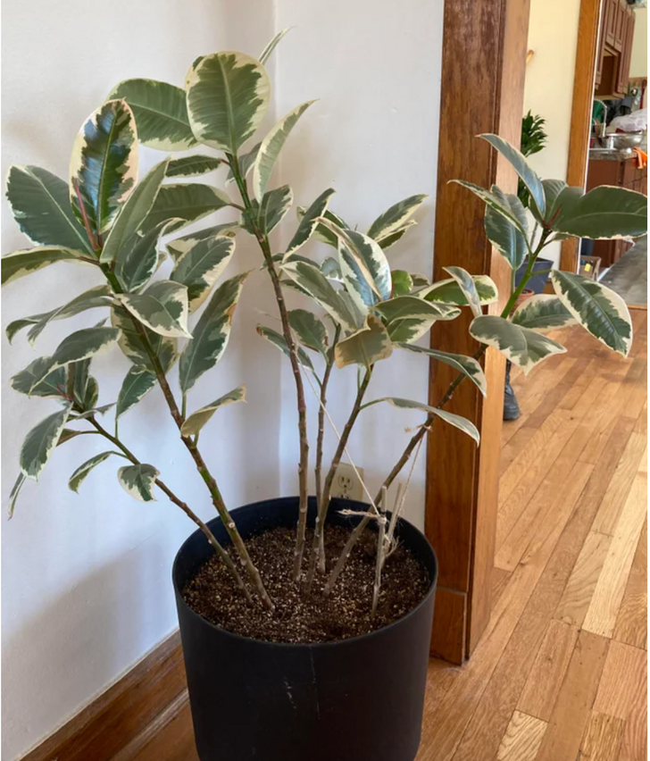 c&acirc;y đa b&uacute;p đỏ