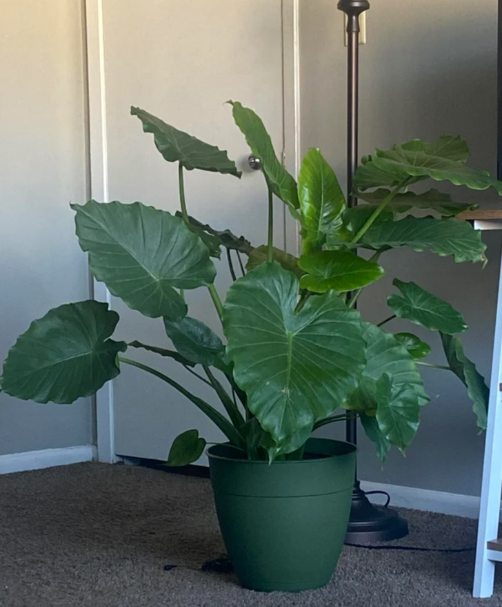 h&igrave;nh ảnh cận cảnh chậu c&acirc;y tai voi trồng trong nh&agrave;