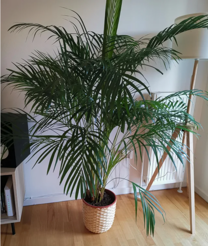 chậu cau cảnh xanh tốt