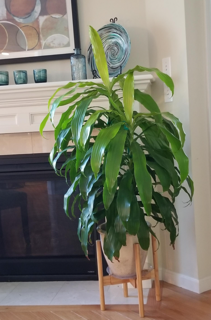 chậu c&acirc;y thiết mộc lan xanh tốt