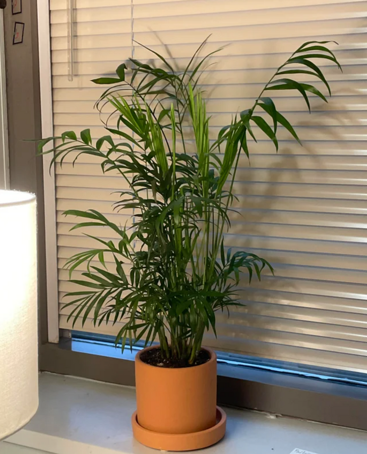 chậu c&acirc;y cau Hawai