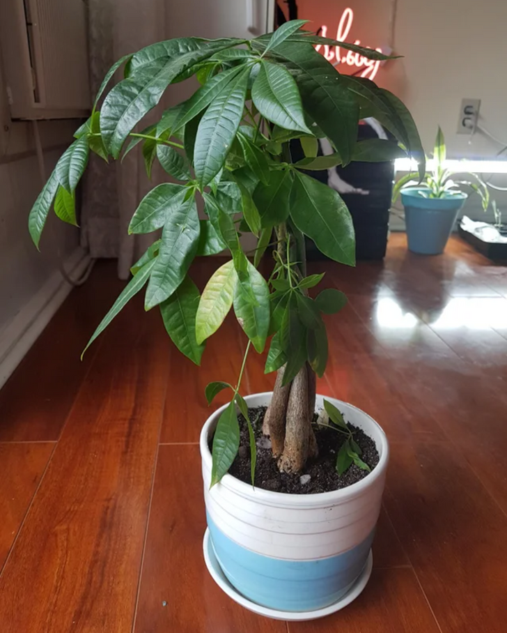 h&igrave;nh ảnh cận cảnh chậu c&acirc;y kim tiền xanh tốt