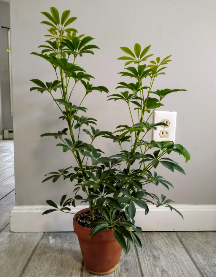 cận cảnh chậu c&acirc;y ngũ gia b&igrave; xanh tốt đặt trong nh&agrave;, cạnh bức tường trắng trơn