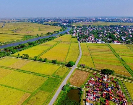 hình ảnh toàn cảnh cánh đồng lúa chín vàng ươm nhìn từ trên cao minh họa cho việc chuyển đổi quyền sử dụng đất nông nghiệp
