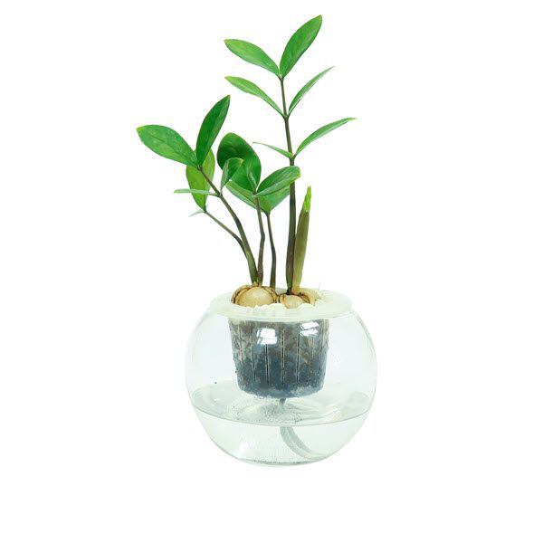 Cây kim tiền trồng thủy canh phù hợp với gia chủ mệnh Thủy.