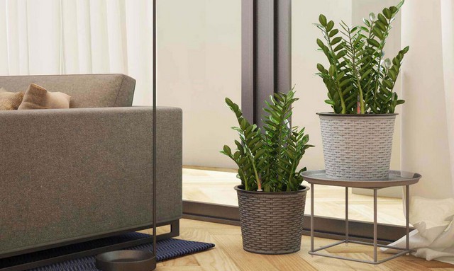 Chậu cây kim tiền nên đặt ở góc Đông Nam của ngôi nhà - chủ về tiền bạc, của cải.