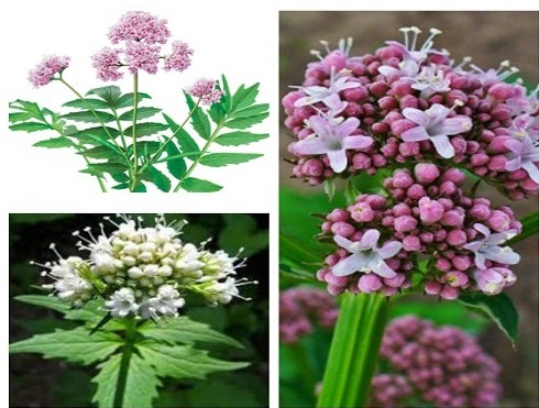Valerian đ&atilde; được c&ocirc;ng nhận l&agrave; một loại thảo mộc gi&uacute;p c&aacute;c vấn đề về giấc ngủ trong nhiều thế kỷ. M&ugrave;i hương nhẹ nh&agrave;ng sẽ thư gi&atilde;n cơ thể v&agrave; t&acirc;m tr&iacute; của bạn trong khi giảm lo lắng v&agrave; căng thẳng. Mặt kh&aacute;c, những c&aacute;nh hoa nhỏ đ&aacute;ng y&ecirc;u từ m&agrave;u trắng đến m&agrave;u hồng nhạt l&agrave; một bổ sung tuyệt vời cho ph&ograve;ng ngủ.