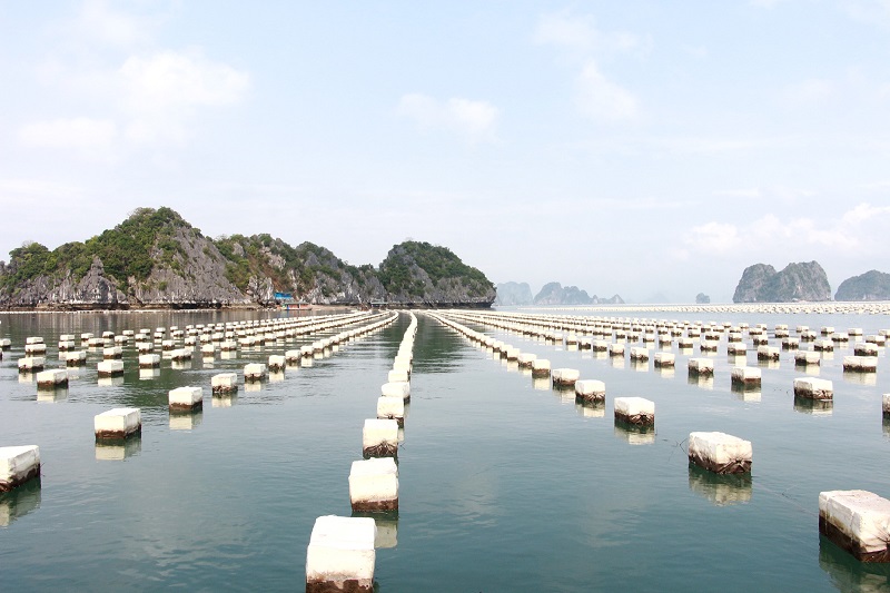  Sử dụng đất MNC phải đáp ứng được các tiêu chí bảo vệ cảnh quan môi trường