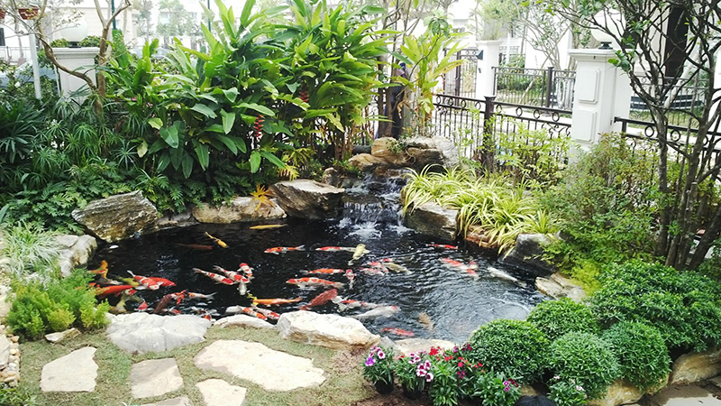  Bể cá phong thuỷ được đặt đúng hướng, hợp tuổi gia chủ sẽ đem lại vượng khí cho cả ngôi nhà