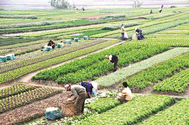  Diện tích đất nông nghiệp nhận đền bù là có hạn mức