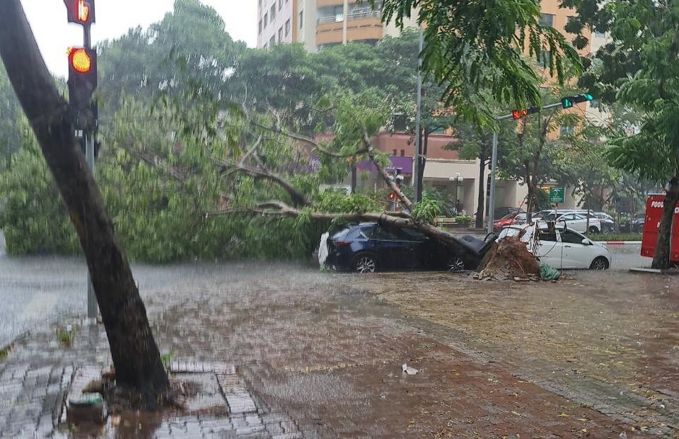 Bảo hiểm có đền bù khi cây đổ làm hư hỏng xe?.