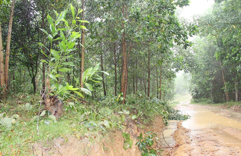 Rừng phòng hộ trên núi