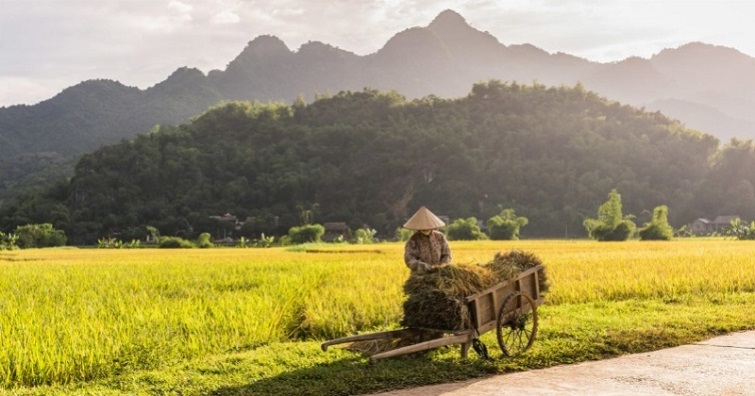  Cá nhân sử dụng đất để sản xuất nông nghiệp được thuê đất nông nghiệp 