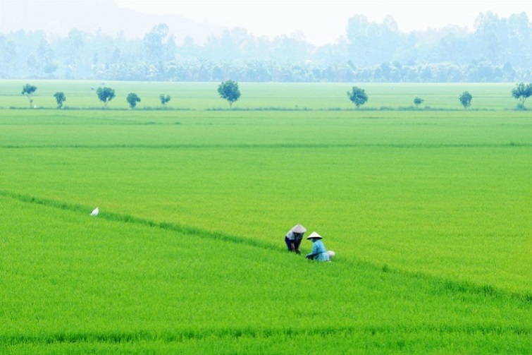  Đất trồng lúa là đất nông nghiệp