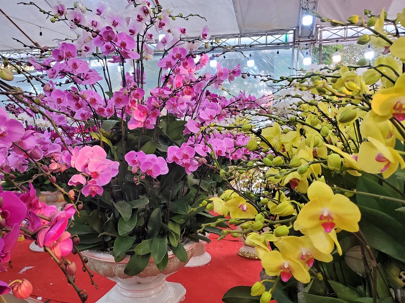 Hoa lan c&oacute; nhiều chủng loại, m&agrave;u sắc lại &yacute; nghĩa tốt đẹp