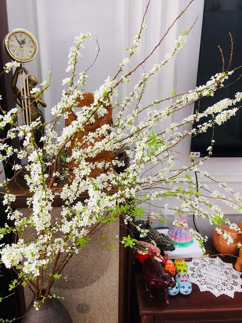 B&igrave;nh hoa tuyết mai nở rực rỡ