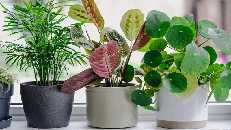 Sự đa dạng c&oacute; thể đến từ việc thay đổi m&agrave;u sắc, h&igrave;nh d&aacute;ng của chậu trồng c&acirc;y