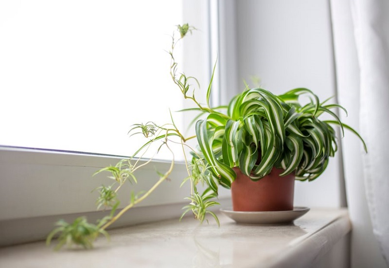 C&acirc;y d&acirc;y nhện vừa c&oacute; thể khử kh&iacute; độc lại vừa tạo sự trang nh&atilde;