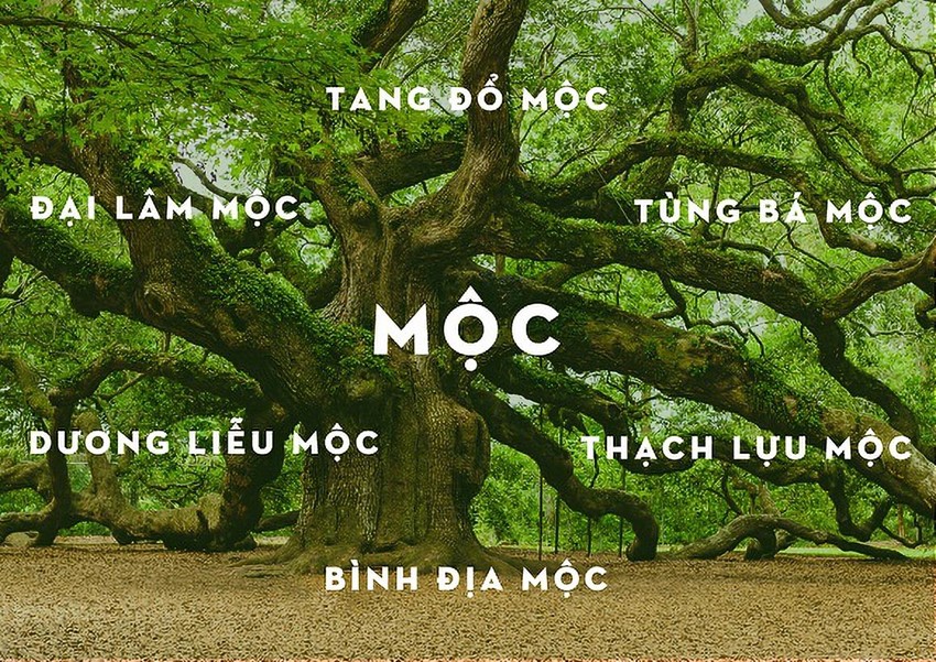 c&acirc;y cổ thụ lớn tỏa b&oacute;ng m&aacute;t