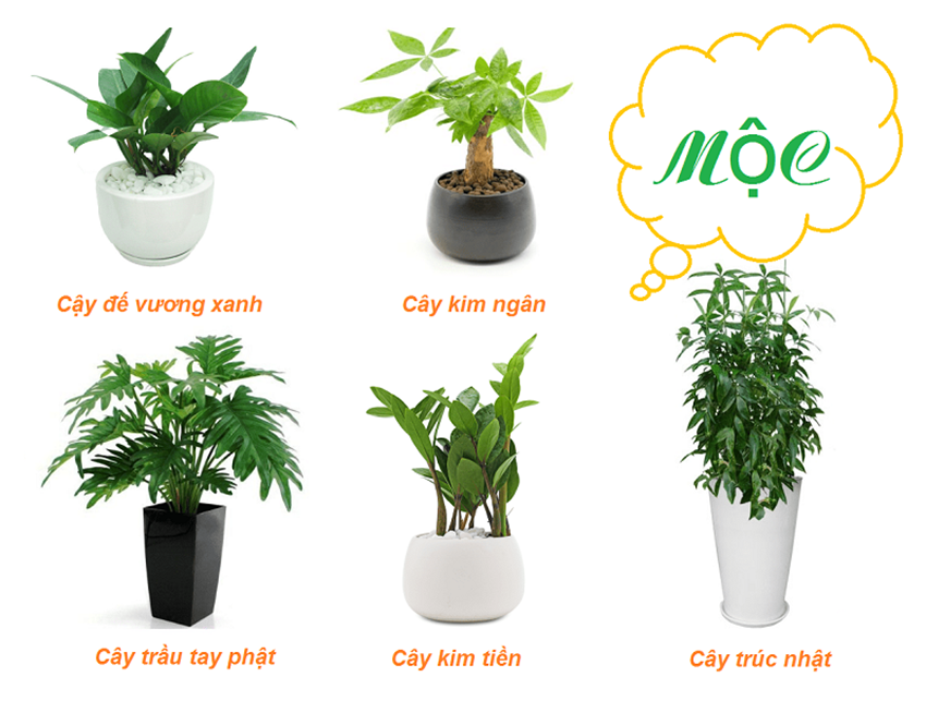 C&acirc;y cảnh trang tr&iacute; ph&ograve;ng kh&aacute;ch ph&ugrave; hợp với gia chủ mệnh Mộc.