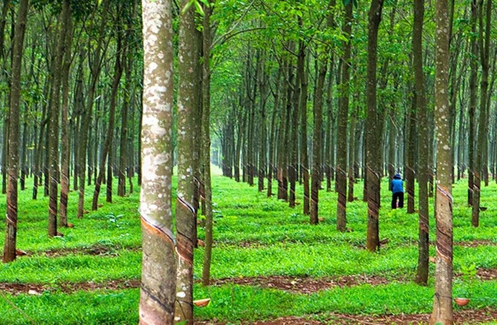 rừng cây cao su minh họa cho đất LNK là gì