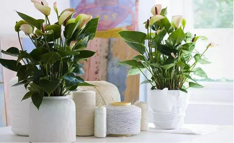 Trồng cây xanh phù hợp là cách đơn giản để kích hoạt cung Tài Lộc trong nhà. 