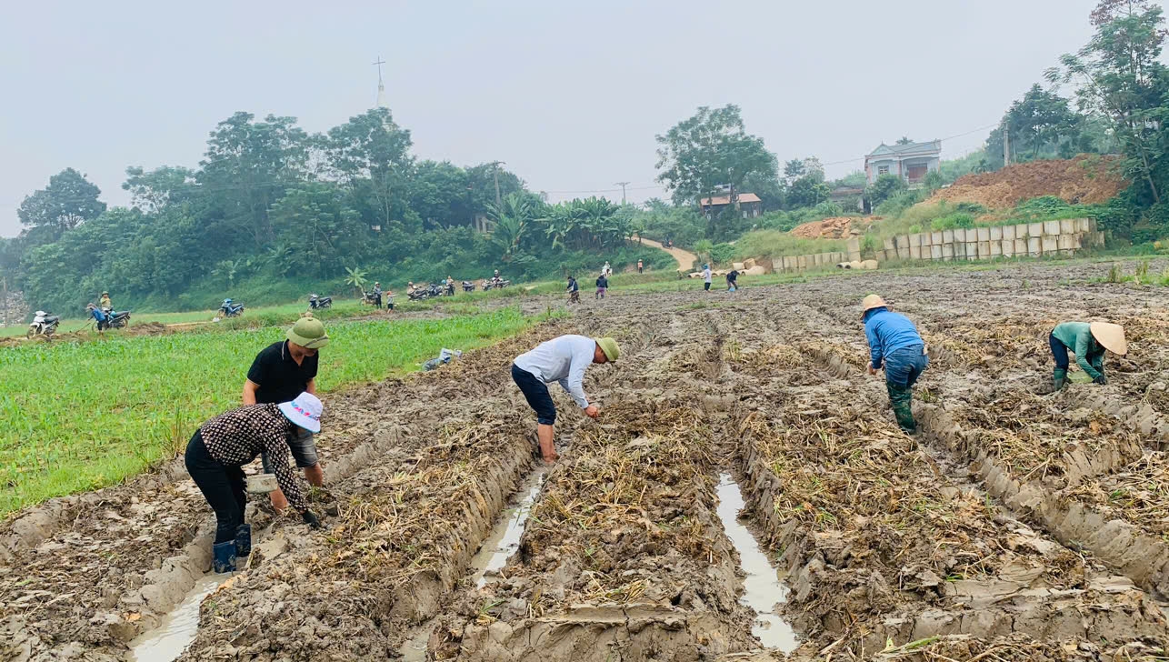 Khí thế ra quân giúp nhân dân gieo trồng vụ mới, bù đắp thiệt hại do bão lũ gây ra, thật sôi nổi trên khắp cánh đồng ở xã Tân Hợp. (Ảnh: Lưu Minh)