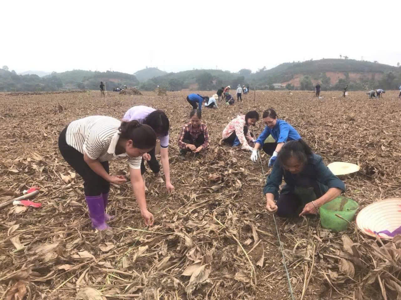 Cán bộ, công chức. viên chức xã Quy Mông, huyện Trấn Yên trồng ngô trên những soi bãi trồng đao riềng bị ngập lụt ven sông. (Ảnh: Hồng Ngọc)