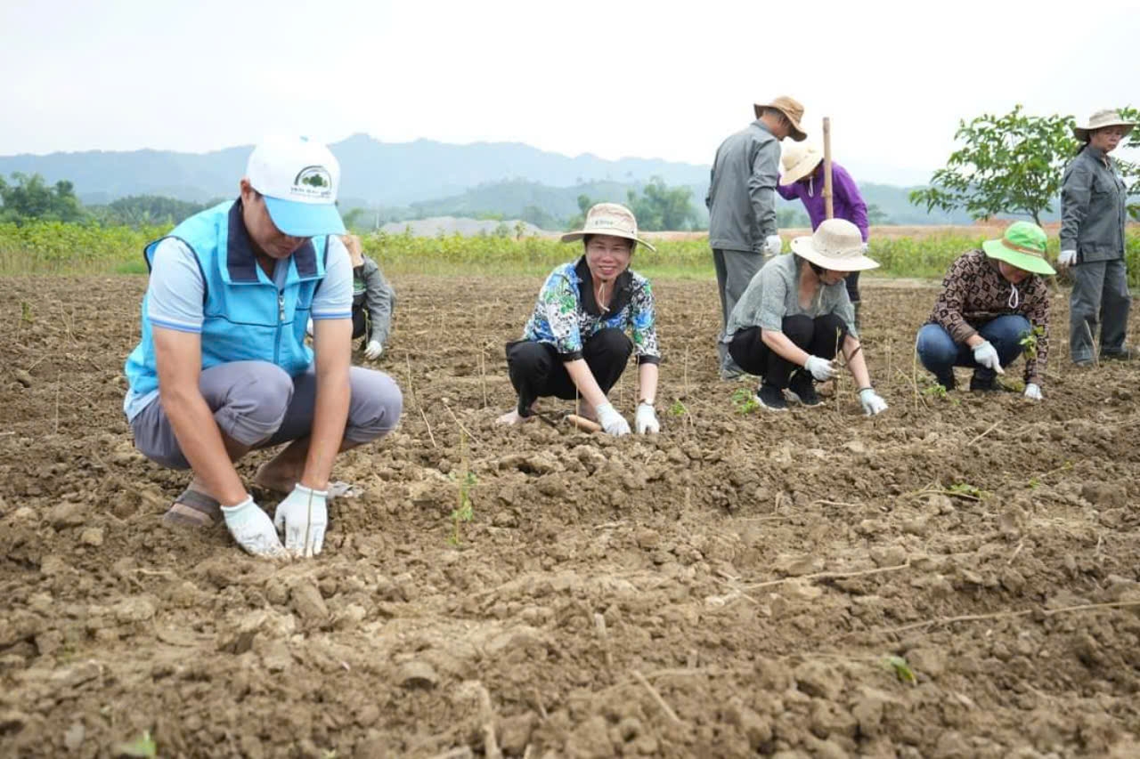 Trấn Yên khôi phục sản xuất nông nghiệp sau bão lũ: Hoàn thành gieo trồng trên 1.000 ha rau mầu vụ đông- Ảnh 1.