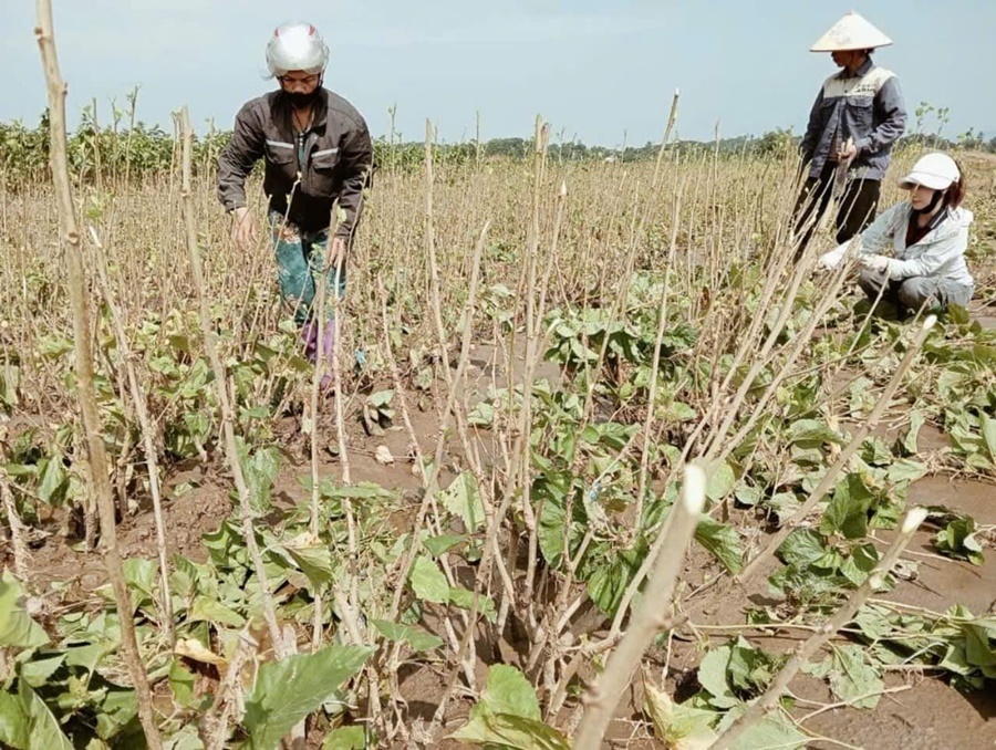 Trấn Yên khôi phục sản xuất nông nghiệp sau bão lũ: Hoàn thành gieo trồng trên 1.000 ha rau mầu vụ đông- Ảnh 3.