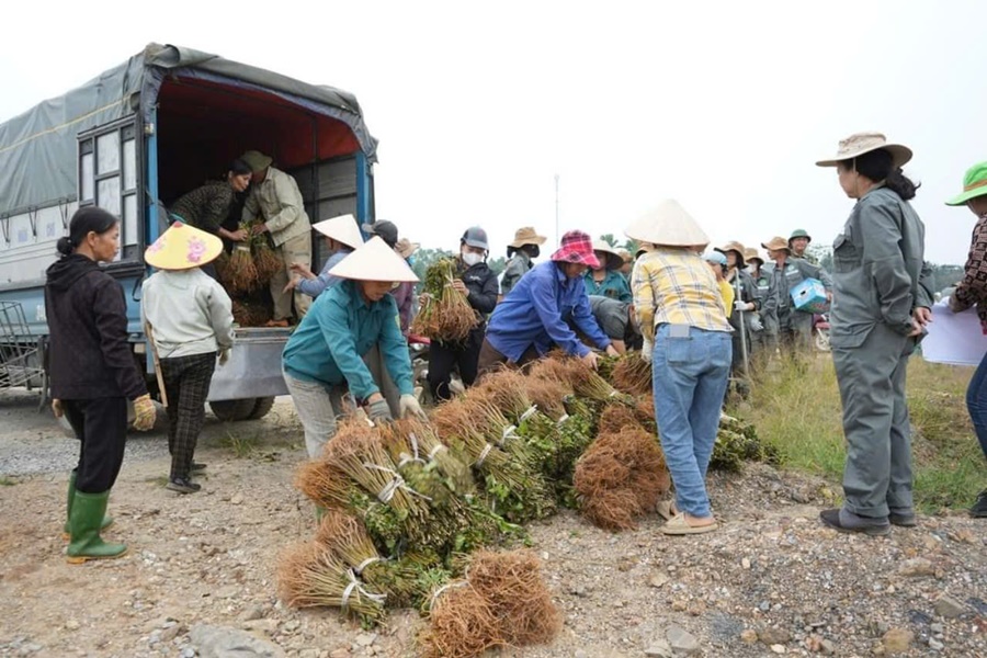 Trấn Yên khôi phục sản xuất nông nghiệp sau bão lũ: Hoàn thành gieo trồng trên 1.000 ha rau mầu vụ đông- Ảnh 4.