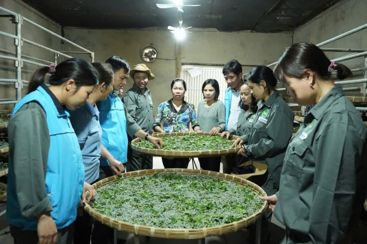 Trấn Yên khôi phục sản xuất nông nghiệp sau bão lũ: Hoàn thành gieo trồng trên 1.000 ha rau mầu vụ đông- Ảnh 5.