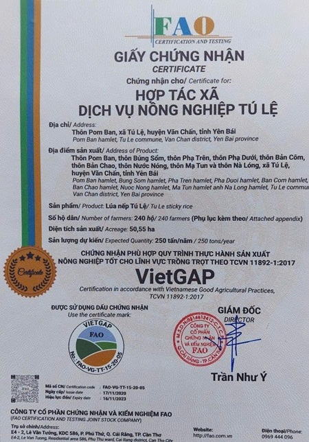 Gạo nếp tan Tú Lệ của HTX dịch vụ nông nghiệp Tú Lệ đạt tiêu chuẩn VietGAP. (Ảnh: Tuấn Mạnh).