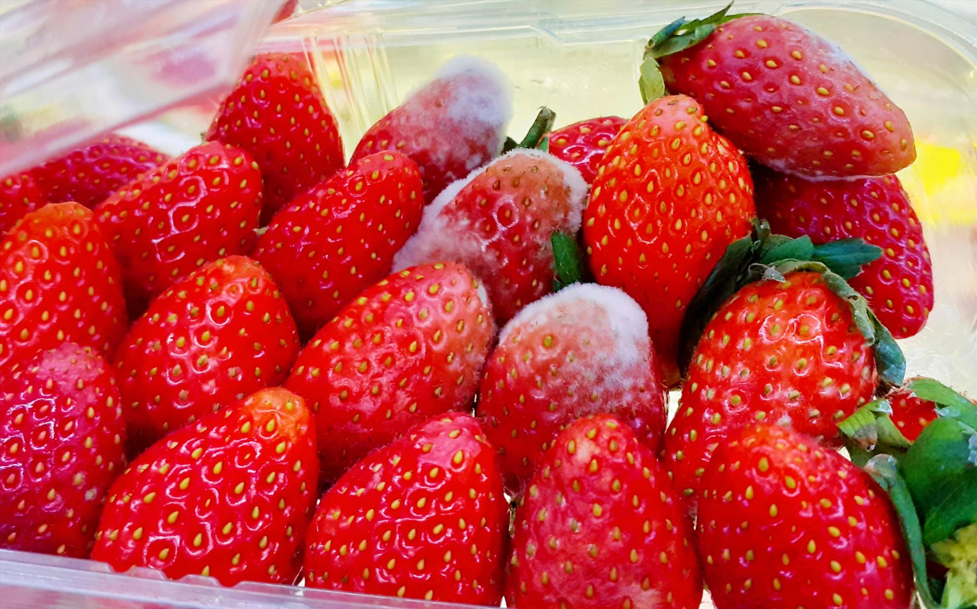 Bác sĩ cảnh báo một số thực phẩm tưởng chừng bình thường lại có thể nguy hiểm nếu để trong tủ lạnh