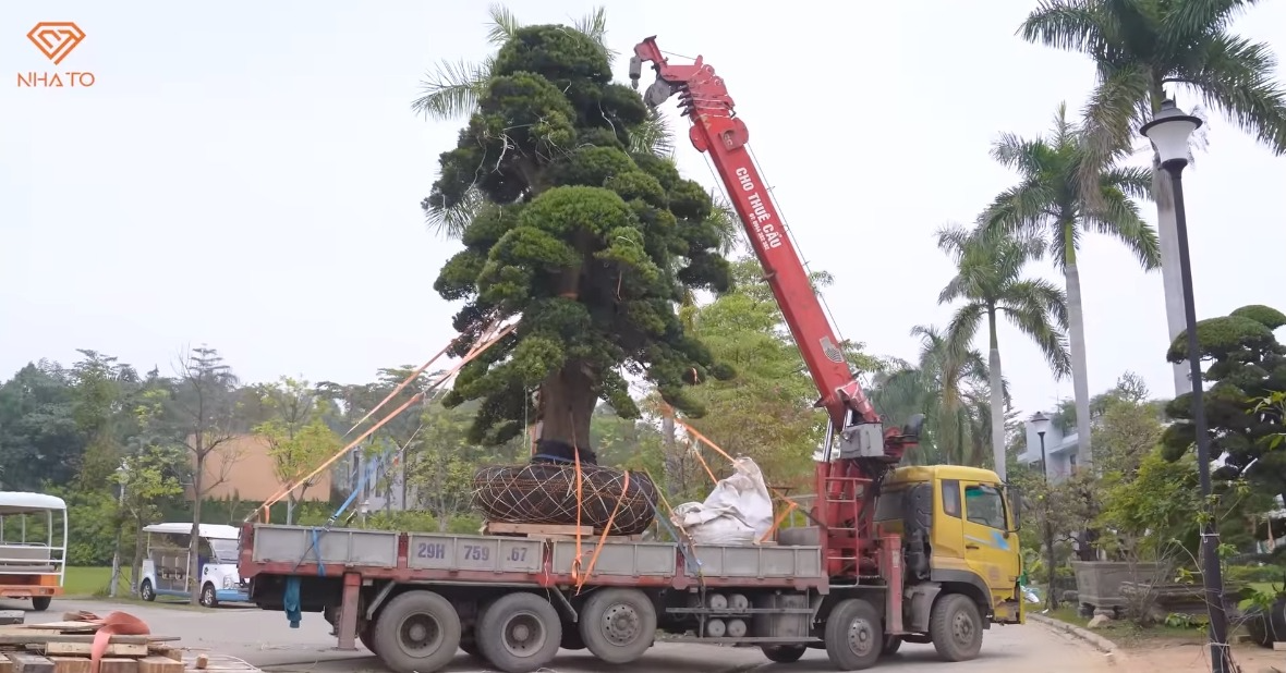 Bên trong biệt thự phủ kín tùng Nhật và đá quý của người đàn ông U70 ở Vĩnh Phúc, giá trị không thể ước tính- Ảnh 12.