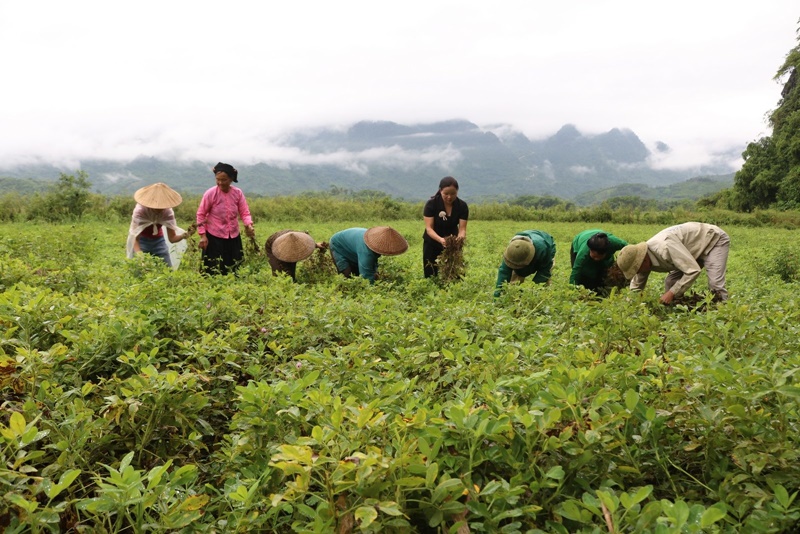 Lạc đỏ - sản phẩm hàng hóa chủ lực của huyện Lục Yên- Ảnh 1.