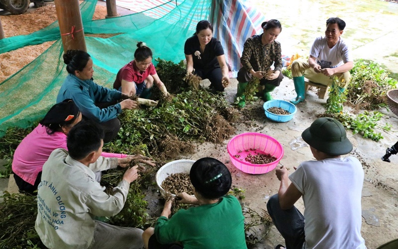 Lạc đỏ - sản phẩm hàng hóa chủ lực của huyện Lục Yên- Ảnh 3.