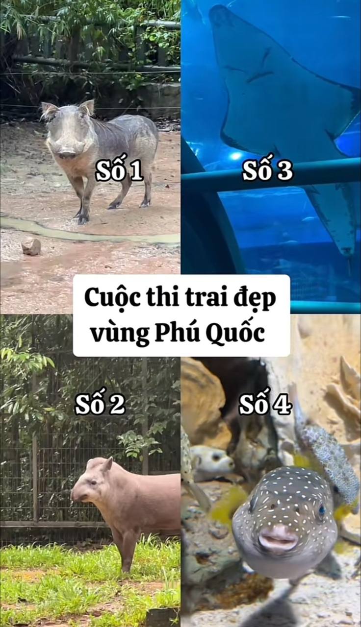 Phát hiện địa điểm ở Phú Quốc toàn “trai đẹp vô cùng tận”, sở hữu hàng triệu lượt xem chỉ nhờ một cái liếc mắt - Ảnh 10.