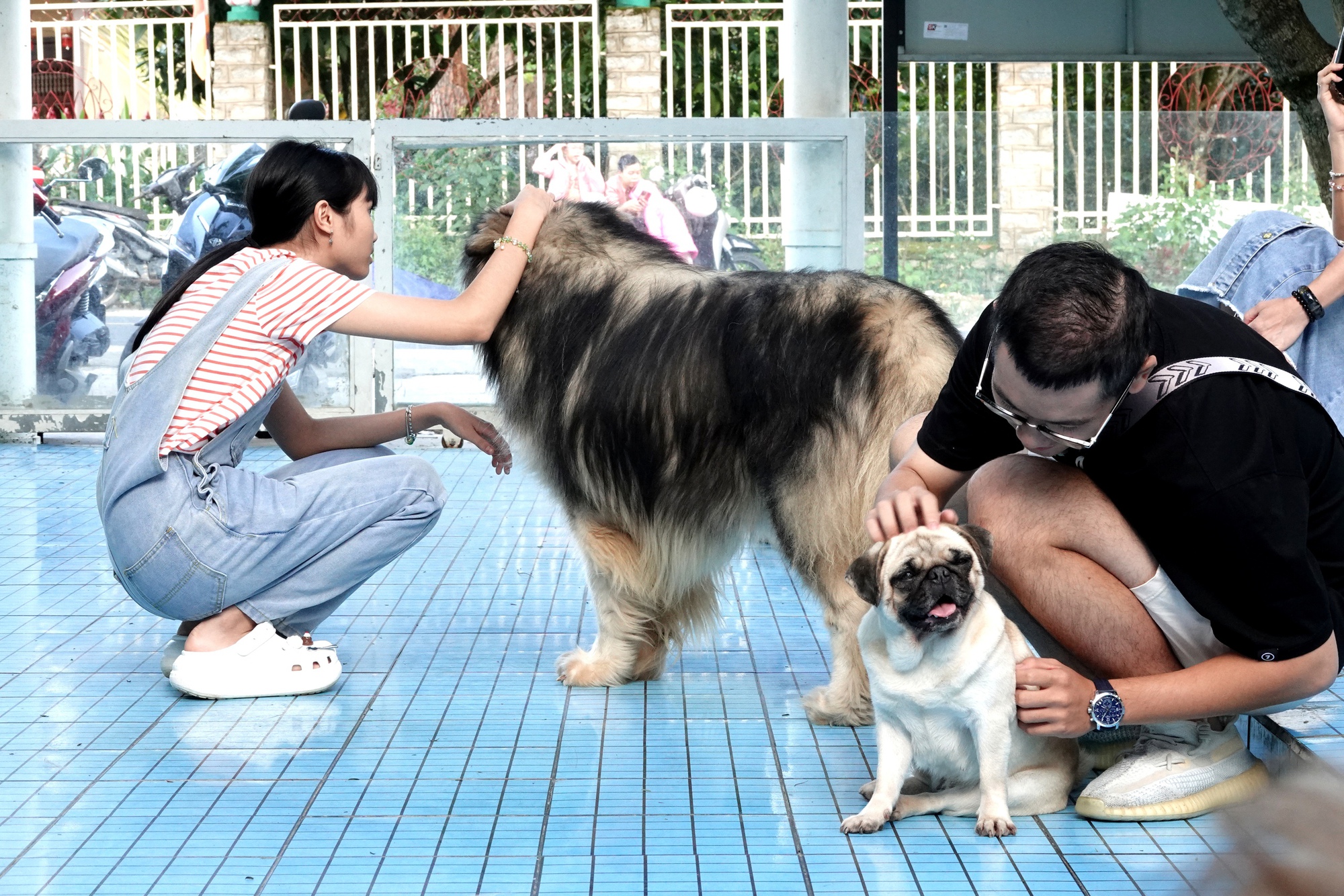 Những quán cà phê chó mèo tại Đà Lạt đông đúc hơn, chủ quán nói "khách tới để xem thú cưng có bị bạo hành không"- Ảnh 6.