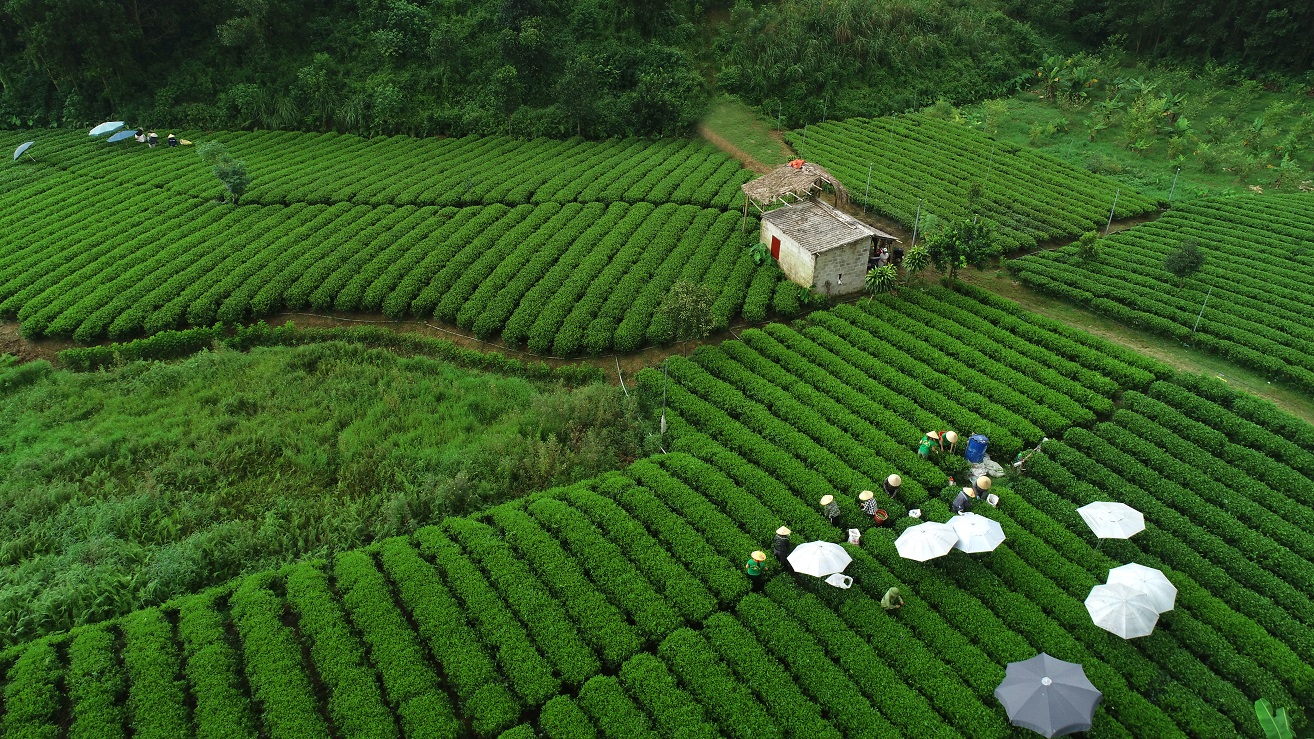 Người dân xã Khe Mo, huyện Đồng Hỷ, Thái Nguyên thu hoạch lá chè xanh để cung cấp cho Công ty Tân Hiệp Phát.