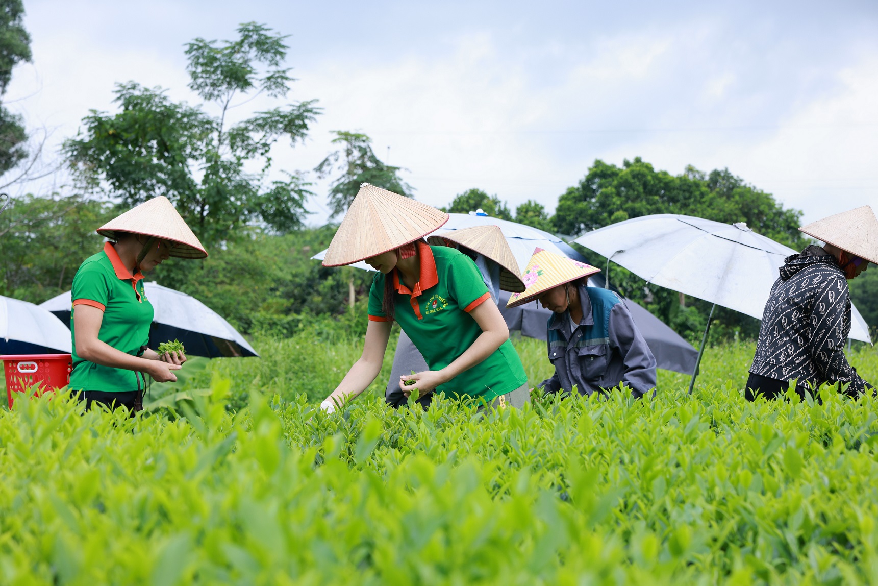 Chị Thảo cùng người dân xóm Ao Rôm 1, xã Khe Mo, huyện Đồng Hỷ, Thái Nguyên thu hoạch chè vào sáng sớm. Đây là thời điểm thu hoạch chè cho chất lượng ngon nhất trong ngày.