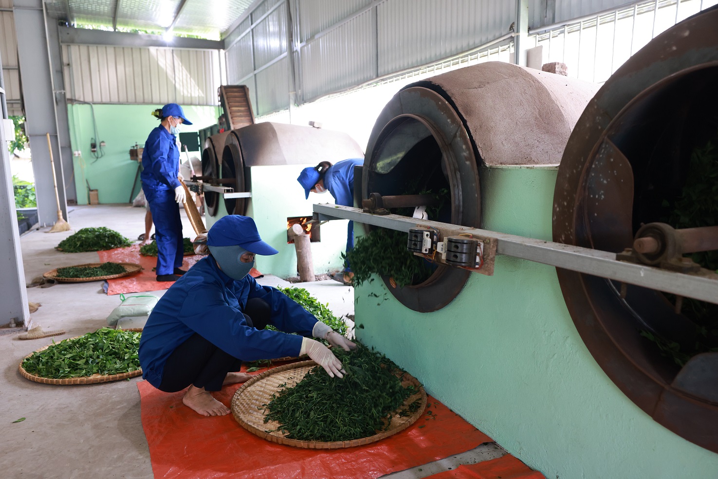 Sau khi hong khô, lá chè được đưa vào lò diệt men hay còn gọi là ốp chè để đảm bảo nguyên liệu tươi ngon nhất.