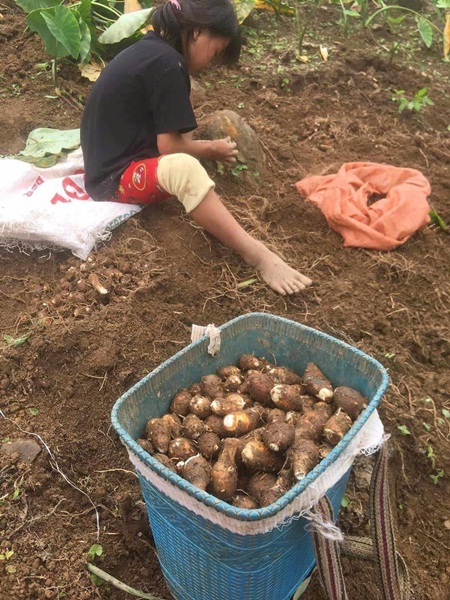 Yên Bái đưa Chương trình OCOP đi vào chiều sâu, hiệu quả và bền vững- Ảnh 3.